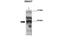 SMAD Family Member 7 antibody, 27-477, ProSci, Western Blot image 
