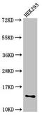 Small Nuclear Ribonucleoprotein D1 Polypeptide antibody, orb25768, Biorbyt, Western Blot image 