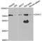 CpG-binding protein antibody, A5814, ABclonal Technology, Western Blot image 