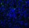 T Cell Immunoreceptor With Ig And ITIM Domains antibody, SD8829, ProSci Inc, Immunofluorescence image 