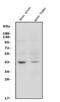 Complement C5a Receptor 1 antibody, A01898-2, Boster Biological Technology, Western Blot image 