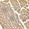 Solute Carrier Family 2 Member 4 antibody, A7637, ABclonal Technology, Immunohistochemistry paraffin image 
