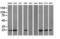 Copper Metabolism Domain Containing 1 antibody, LS-C337781, Lifespan Biosciences, Western Blot image 
