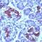 S-AG antibody, PA1-38475, Invitrogen Antibodies, Immunohistochemistry paraffin image 