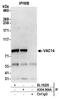 VAC14 Component Of PIKFYVE Complex antibody, A304-904A, Bethyl Labs, Immunoprecipitation image 