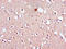 Lysophosphatidic Acid Receptor 1 antibody, orb45946, Biorbyt, Immunohistochemistry paraffin image 