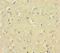 Cyclic Nucleotide Gated Channel Alpha 4 antibody, LS-C398879, Lifespan Biosciences, Immunohistochemistry paraffin image 