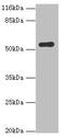 SIL1 Nucleotide Exchange Factor antibody, orb351537, Biorbyt, Western Blot image 