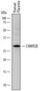 Charged Multivesicular Body Protein 2B antibody, MAB7509, R&D Systems, Western Blot image 