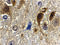 MTOR Associated Protein, LST8 Homolog antibody, 3495, ProSci Inc, Immunohistochemistry paraffin image 
