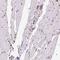 G2an antibody, HPA061426, Atlas Antibodies, Immunohistochemistry frozen image 