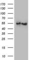 Angiopoietin Like 1 antibody, LS-C790872, Lifespan Biosciences, Western Blot image 