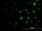 Zic Family Member 4 antibody, H00084107-M06, Novus Biologicals, Immunocytochemistry image 
