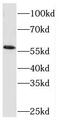 REST Corepressor 2 antibody, FNab07213, FineTest, Western Blot image 