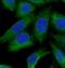Argininosuccinate synthase antibody, FNab00649, FineTest, Immunofluorescence image 