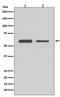 Cyclin Dependent Kinase 8 antibody, M01493, Boster Biological Technology, Western Blot image 