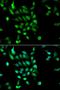 Proteasome 26S Subunit, ATPase 5 antibody, orb48512, Biorbyt, Immunofluorescence image 