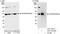 Eukaryotic translation initiation factor 2 subunit 2 antibody, A301-742A, Bethyl Labs, Immunoprecipitation image 