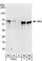 Histone acetyltransferase MYST2 antibody, A302-225A, Bethyl Labs, Western Blot image 