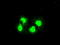 Serine/threonine-protein kinase PRKY antibody, TA500559, Origene, Immunofluorescence image 