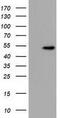 U2AF Homology Motif Kinase 1 antibody, GTX83439, GeneTex, Western Blot image 