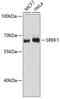 Splicing Regulatory Glutamic Acid And Lysine Rich Protein 1 antibody, 14-865, ProSci, Western Blot image 