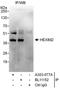Protein HEXIM2 antibody, A303-077A, Bethyl Labs, Immunoprecipitation image 