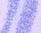 Tryptophan Hydroxylase 1 antibody, A01626-3, Boster Biological Technology, Immunohistochemistry paraffin image 