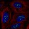 Myelin Regulatory Factor Like antibody, HPA049340, Atlas Antibodies, Immunofluorescence image 