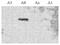 Phosphodiesterase 4A antibody, PA1-31130, Invitrogen Antibodies, Western Blot image 