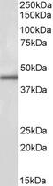 Interleukin 17D antibody, 43-690, ProSci, Enzyme Linked Immunosorbent Assay image 