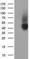 BB1 antibody, CF501682, Origene, Western Blot image 
