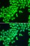 Methyltransferase Like 2A antibody, LS-C346333, Lifespan Biosciences, Immunofluorescence image 
