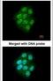 Mitogen-Activated Protein Kinase Kinase Kinase 9 antibody, PA5-29827, Invitrogen Antibodies, Immunofluorescence image 