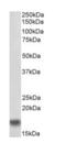 AIF1 antibody, orb334079, Biorbyt, Western Blot image 
