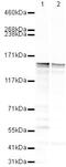 Calcium-dependent secretion activator 1 antibody, PA5-19603, Invitrogen Antibodies, Western Blot image 