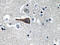 CCK8 antibody, AP20643PU-N, Origene, Immunohistochemistry paraffin image 