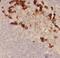 Family With Sequence Similarity 78 Member A antibody, FNab02996, FineTest, Immunohistochemistry frozen image 