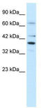 POU domain, class 4, transcription factor 3 antibody, TA332118, Origene, Western Blot image 