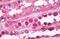 Ubiquitin B antibody, MBS245000, MyBioSource, Immunohistochemistry frozen image 