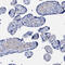 Radial Spoke Head Component 1 antibody, HPA016816, Atlas Antibodies, Immunohistochemistry frozen image 
