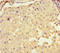 Copine-2 antibody, orb35325, Biorbyt, Immunohistochemistry paraffin image 