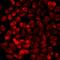 Receptor activity-modifying protein 3 antibody, LS-B15834, Lifespan Biosciences, Immunofluorescence image 