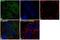 Inositol Polyphosphate Phosphatase Like 1 antibody, MA5-14844, Invitrogen Antibodies, Immunofluorescence image 