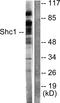 ShcA antibody, LS-C117534, Lifespan Biosciences, Western Blot image 