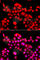 TEA Domain Transcription Factor 3 antibody, A7454, ABclonal Technology, Immunofluorescence image 