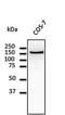 Cadherin 2 antibody, orb11619, Biorbyt, Western Blot image 
