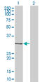 MyoD Family Inhibitor antibody, LS-C197665, Lifespan Biosciences, Western Blot image 
