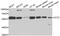 Chaperonin Containing TCP1 Subunit 2 antibody, abx005024, Abbexa, Western Blot image 
