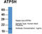 ATP Synthase Peripheral Stalk Subunit D antibody, TA340103, Origene, Western Blot image 